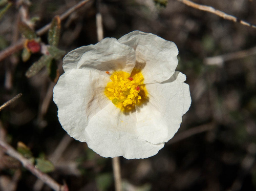 Helianthemum almeriense Pau