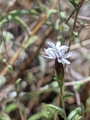 Lessingia micradenia micradenia