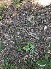 Hypochaeris chillensis