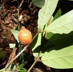 Diospyros chevalieri