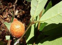 Diospyros chevalieri