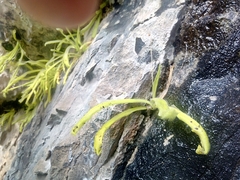 Pinguicula longifolia