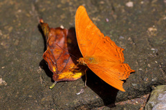 Vindula dejone celebensis