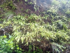 Pinguicula longifolia