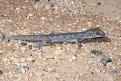 Strophurus strophurus