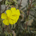Syrian Rock-Rose - Photo (c) Hans Hillewaert, some rights reserved (CC BY-SA)