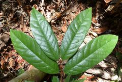 Diospyros chevalieri