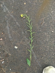 Erysimum cheiranthoides