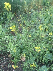 Erysimum cheiranthoides