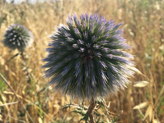 Echinops adenocaulos