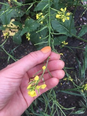Erysimum cheiranthoides