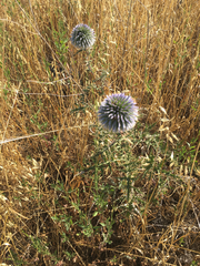 Echinops adenocaulos