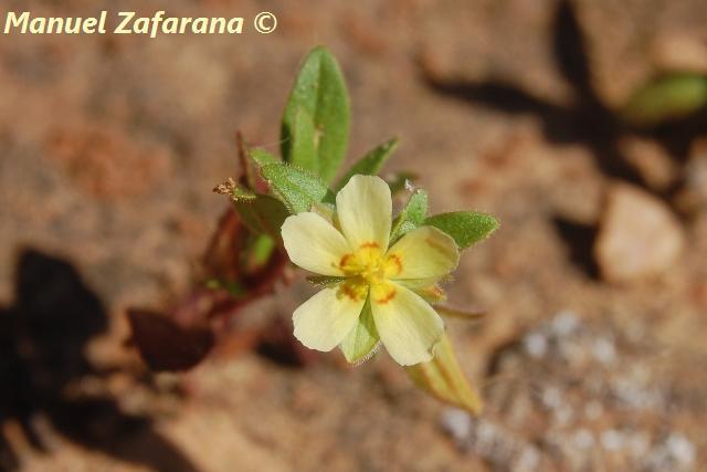 Red-leaved rock rose