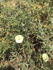 Convolvulus palaestinus