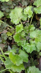 Ranunculus parviflorus