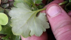 Ranunculus parviflorus