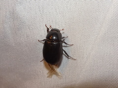 Dyscinetus morator