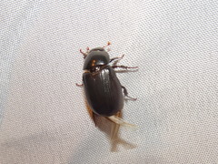 Dyscinetus morator