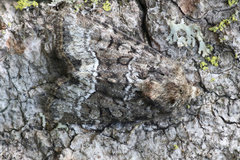 Lacinipolia olivacea