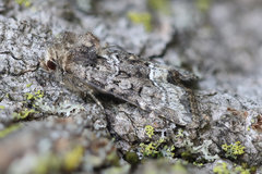 Lacinipolia olivacea