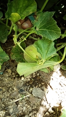 Cucumis melo