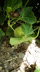 Cucumis melo