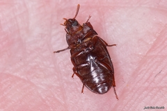 Alphitobius diaperinus