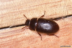 Alphitobius diaperinus