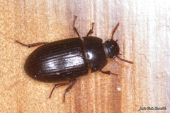 Alphitobius diaperinus
