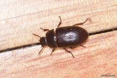 Alphitobius diaperinus