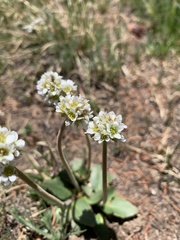 Micranthes rhomboidea