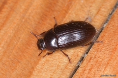 Alphitobius diaperinus