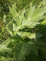 Silphium laciniatum