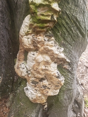 Vanderbylia robiniophila