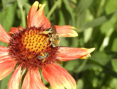 Svastra obliqua expurgata
