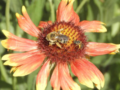 Svastra obliqua expurgata