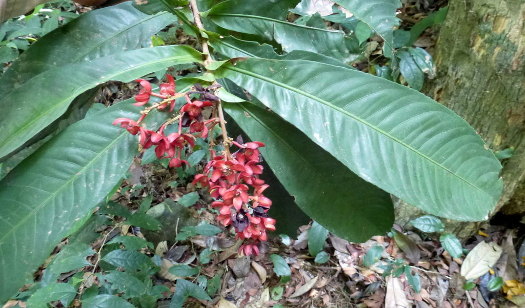 Campylospermum amplectens