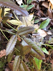 Rubus parvus