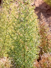 Asparagus oliveri