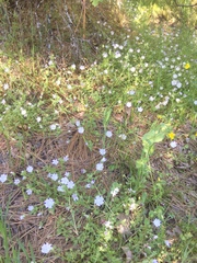 Nemophila maculata
