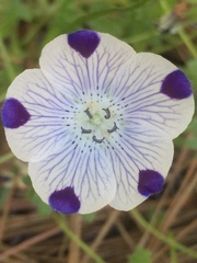 Nemophila maculata
