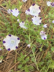 Nemophila maculata