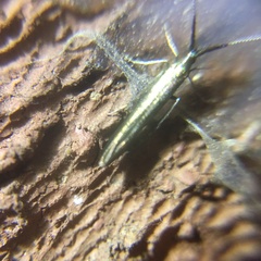 Coleophora mayrella
