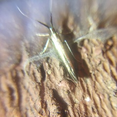 Coleophora mayrella