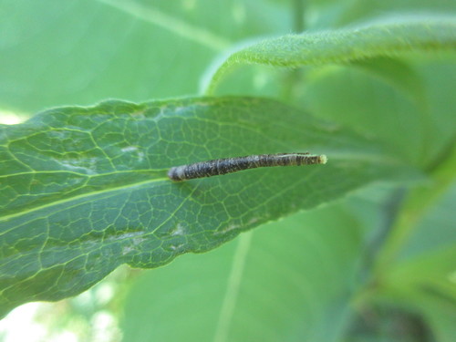 Coleophora asterophagella photographed on goldenrod