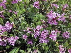 Daphne striata