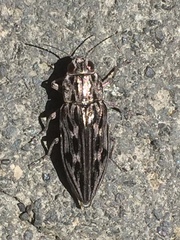 Chalcophora angulicollis