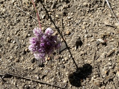 Calyptridium monospermum