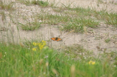 Aglais urticae