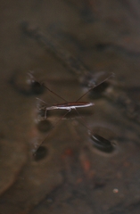 Limnoporus notabilis